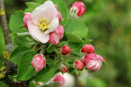 Apfelblüte auf der Streuobstwiese