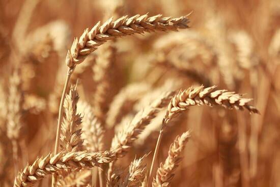Unser wichtigstes Brotgetreide: Weizen