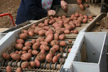 Wagner Kartoffeln