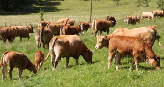Limousin Rinder
